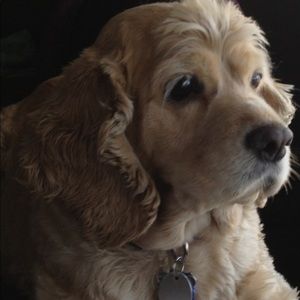 Meet your Posher, Alison